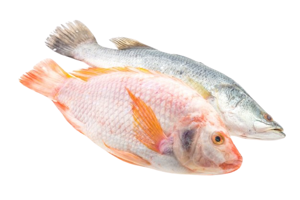 fresh-fish_1203-6771-removebg-preview