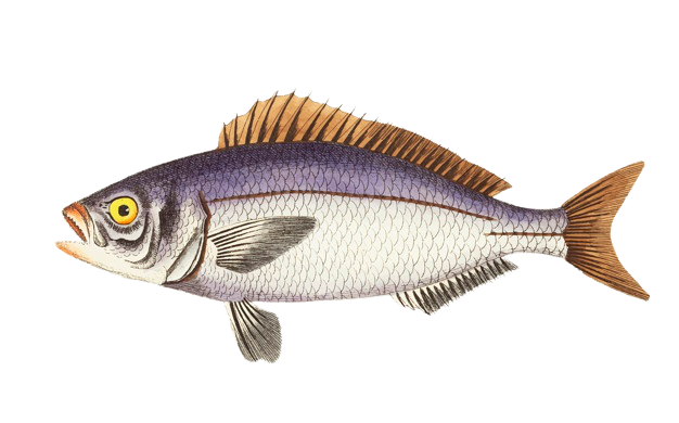 hand-drawn-golden-eyed-lutian_53876-43927-removebg-preview